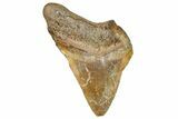 Serrated, Fossil Megalodon Tooth From Angola - Unusual Location #258610-1